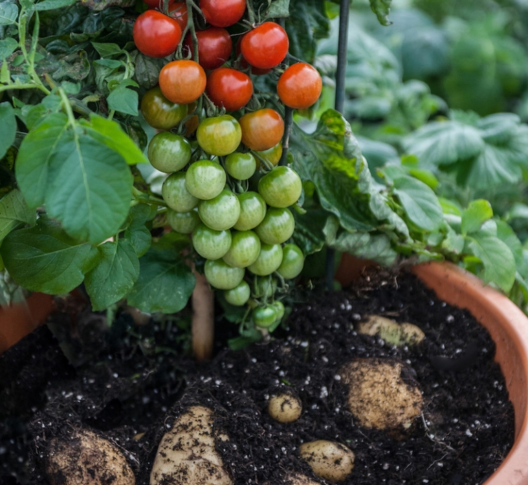 calendrier-jardinier-mars-comment-soigner-tomates-pommes-terre