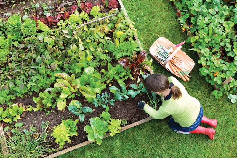 que faire au jardin en février mars que faire au jardin en février mars