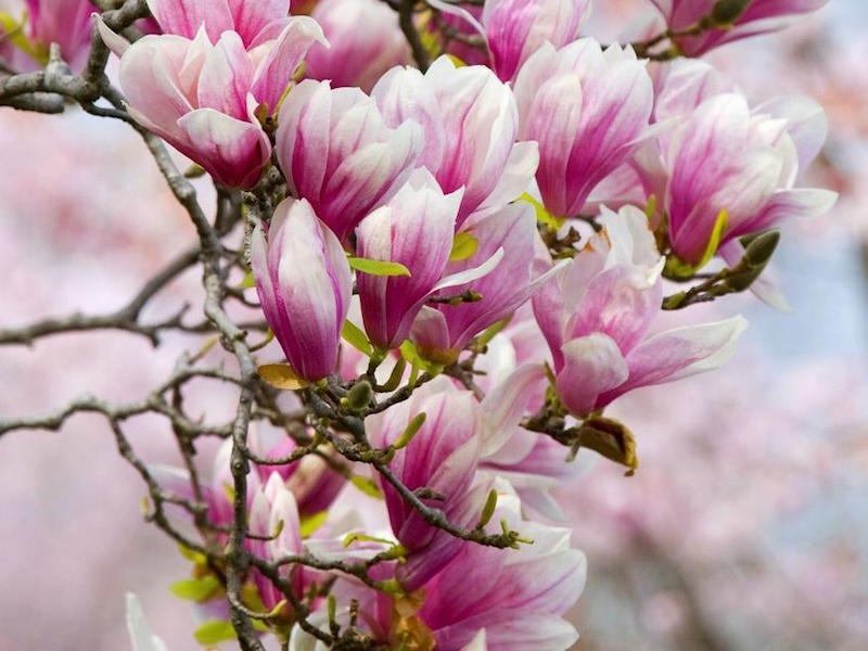 calendrier-jardinier-que-faire-jardin-magnolias-planter-fevrier-mars
