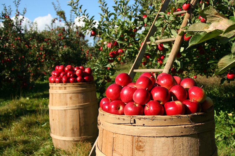 calendrier-jardinier-soigner-arbres-fruitiers-pommes-rouges-verger