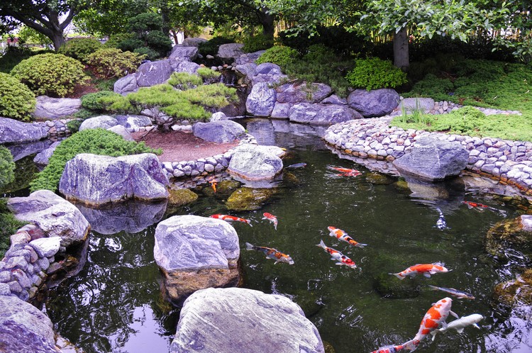 jardins japonais bassin-aquatique-carpe-koi-poissons-ornement