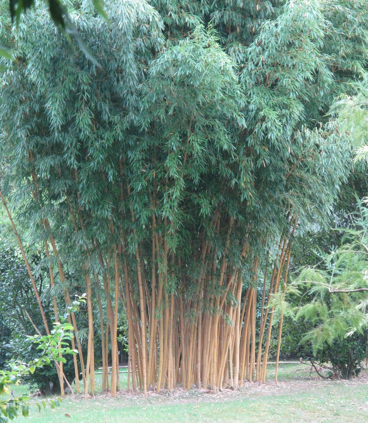 jardins-japonais-idees-amenagement-bambou-geant
