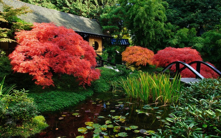 jardins-japonais-idees-amenagement-bassin-eau-arbres-plantes