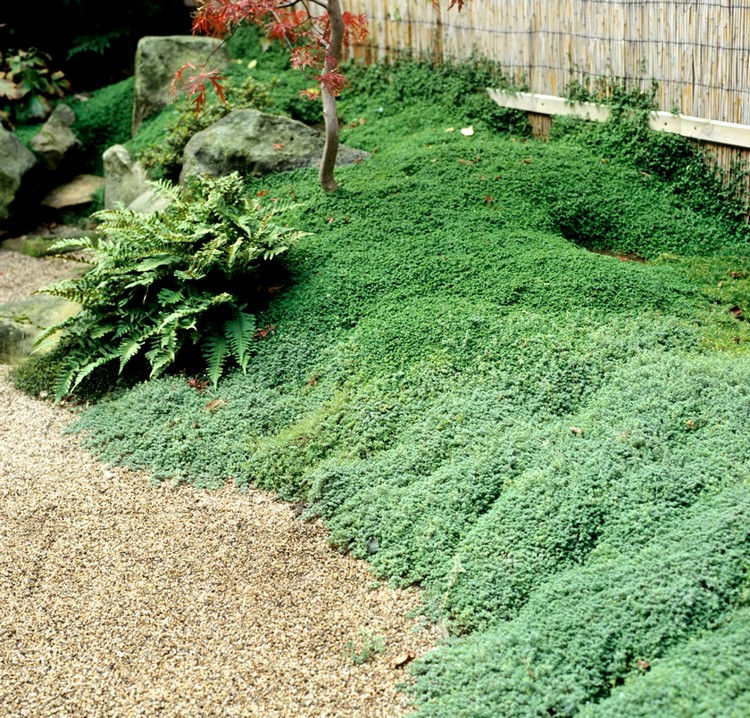 jardins-japonais-idees-amenagement-plantes-couvre-sol-helxine