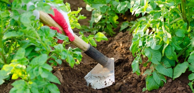 comment-planter-des-pommes-de-terre-ameublir-sol-entretien-sol