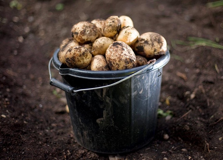 comment-planter-des-pommes-de-terre-arrachage-culture-tubercules