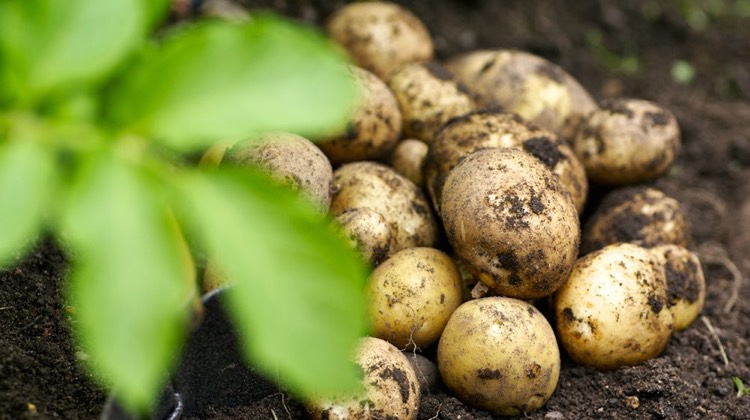 comment-planter-des-pommes-de-terre-conseils-fiches-pratiques-entretien