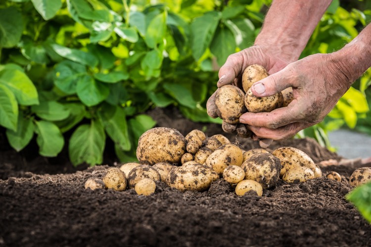 comment-planter-des-pommes-de-terre-fiche-pratique-conseils-conserver-tubercules-recoltes