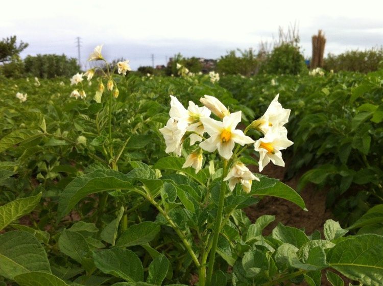 comment planter des pommes de terre