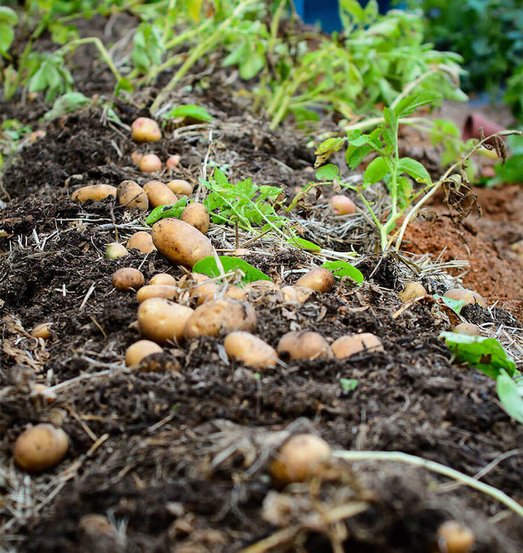 comment-planter-des-pommes-de-terre-sillons-profonds-tubercules