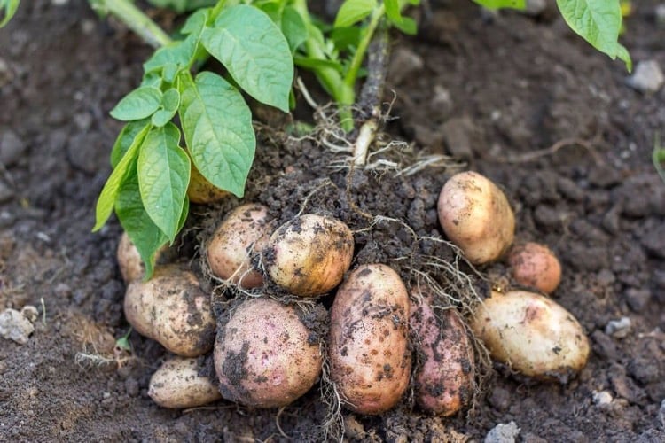 comment-planter-des-pommes-de-terre-tubercules-arrachage