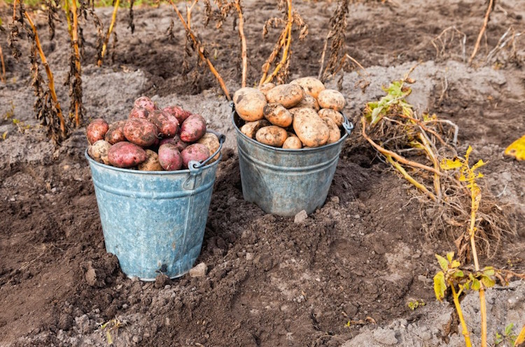 comment-planter-des-pommes-de-terre-varietes-tardives-primeurs