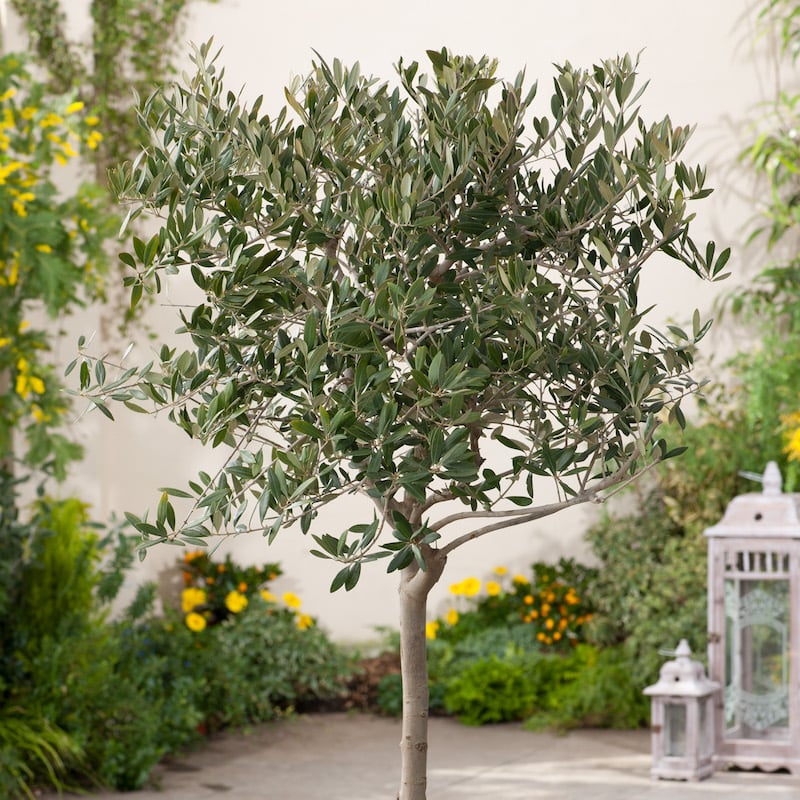 comment-planter-olivier-espèce-Olea-europaea-jardin