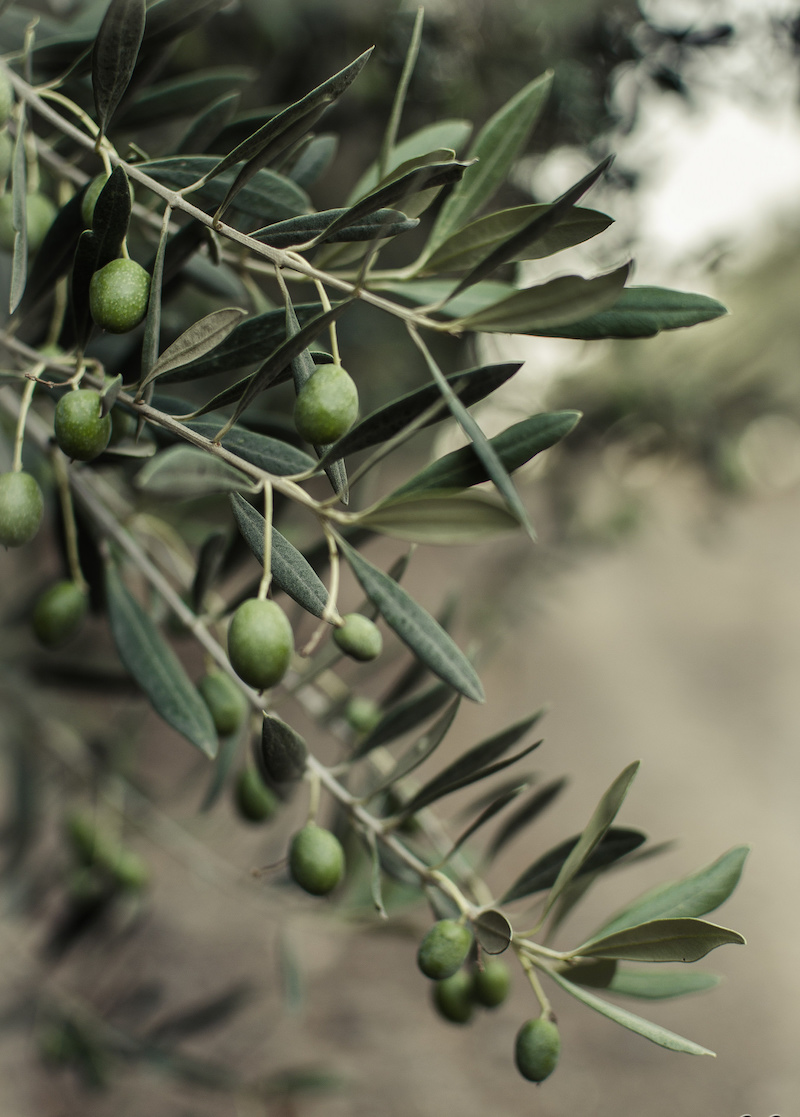 comment-planter-olivier-plantes-méditerranéennes-persistantes