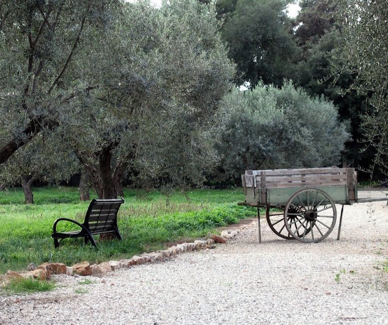 comment planter un olivier en pleine-terre-directement-jardin