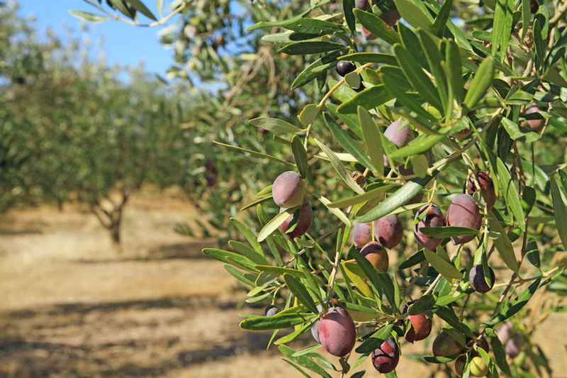 comment planter un olivier en pleine-terre-quel-sol-fréquence-arrosage