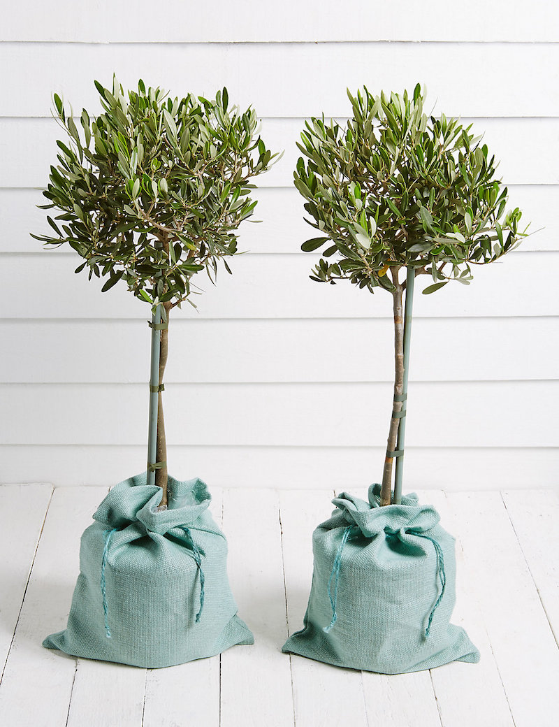 comment-planter-olivier-pot-cache-pots-sacs-jute-vert-sauge