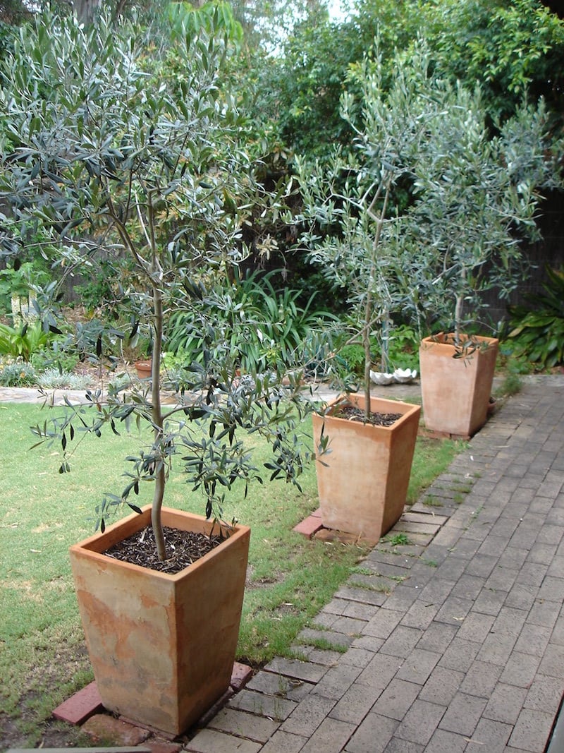 comment-planter-olivier-pot-jardnière-entretenir-luxuriant