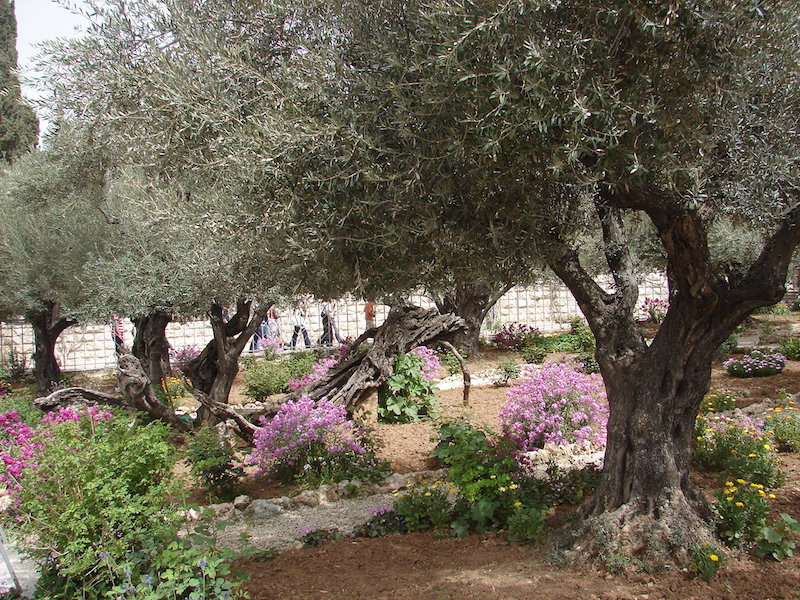 comment-planter-olivier-pot-pleine-terre-fiche-pratique-astuces