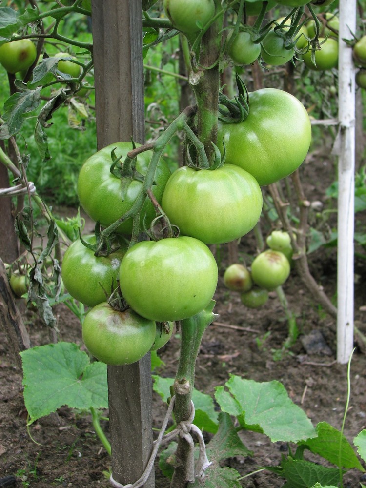 comment planter des tomates conditions-meteorologiques-potager