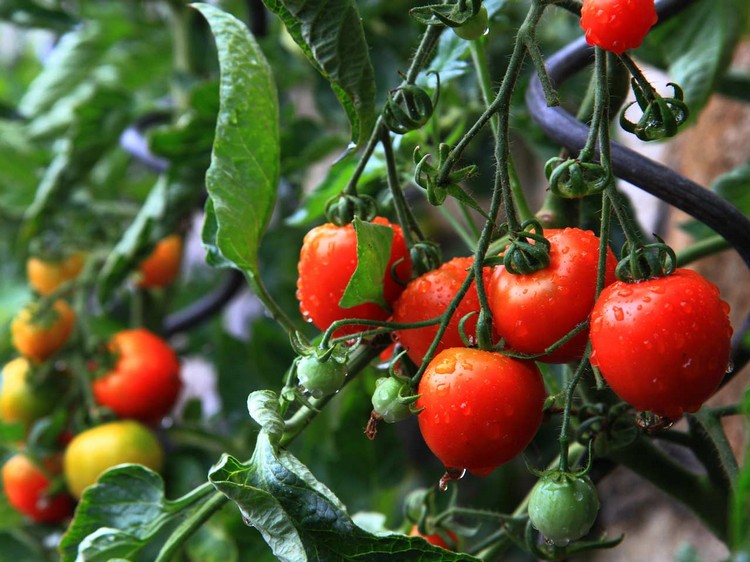 comment-planter-tomates-details-processus-conseil-plantation