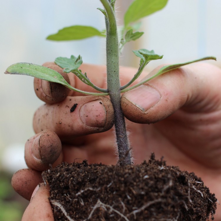 comment-planter-tomates-feuilles-verte-processus-etapes