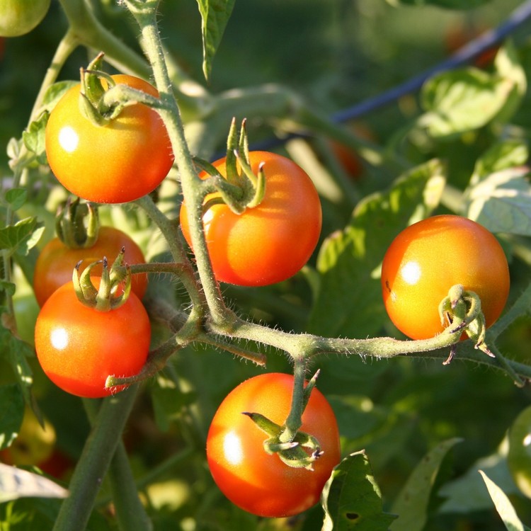 comment-planter-tomates-idees-conseils-astuces-arrosage