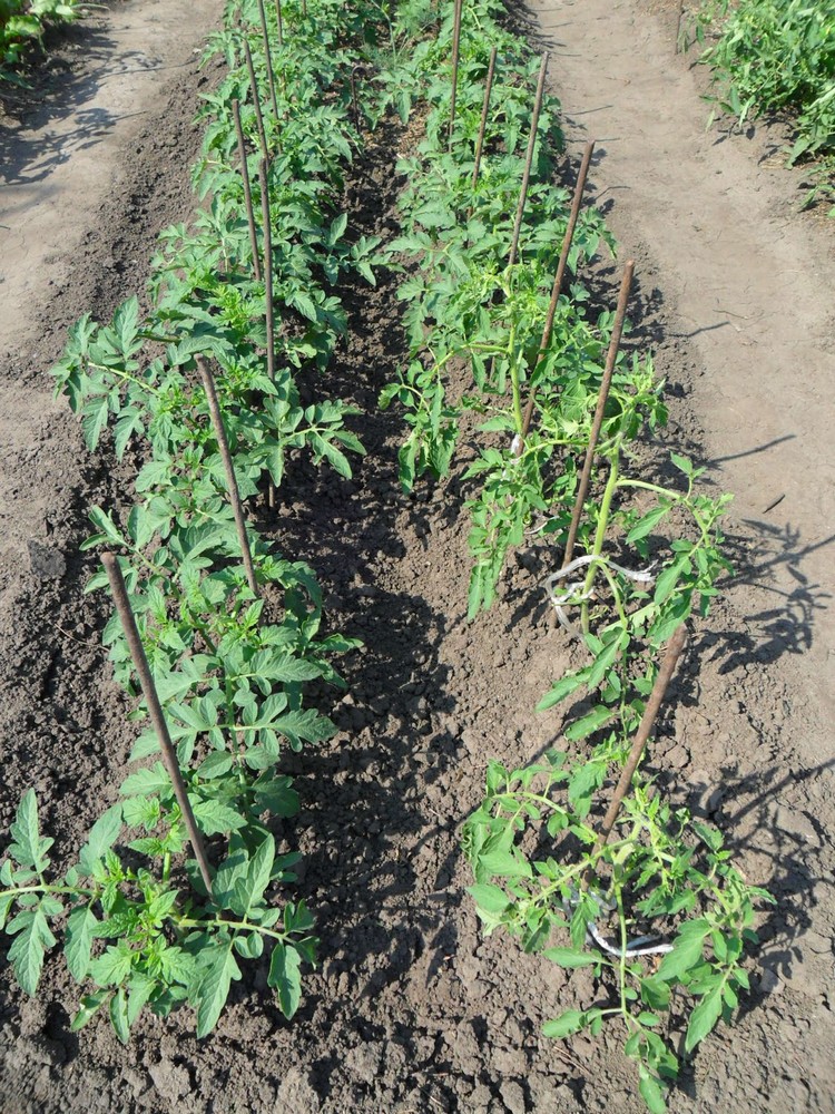 comment-planter-tomates-idees-cosneils-potager-plantation