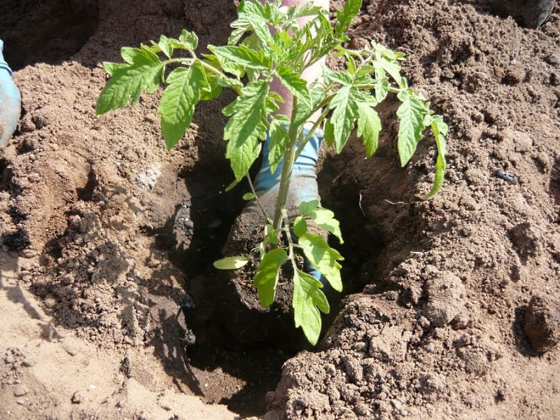 comment-planter-tomates-idees-maison-potager-plantation
