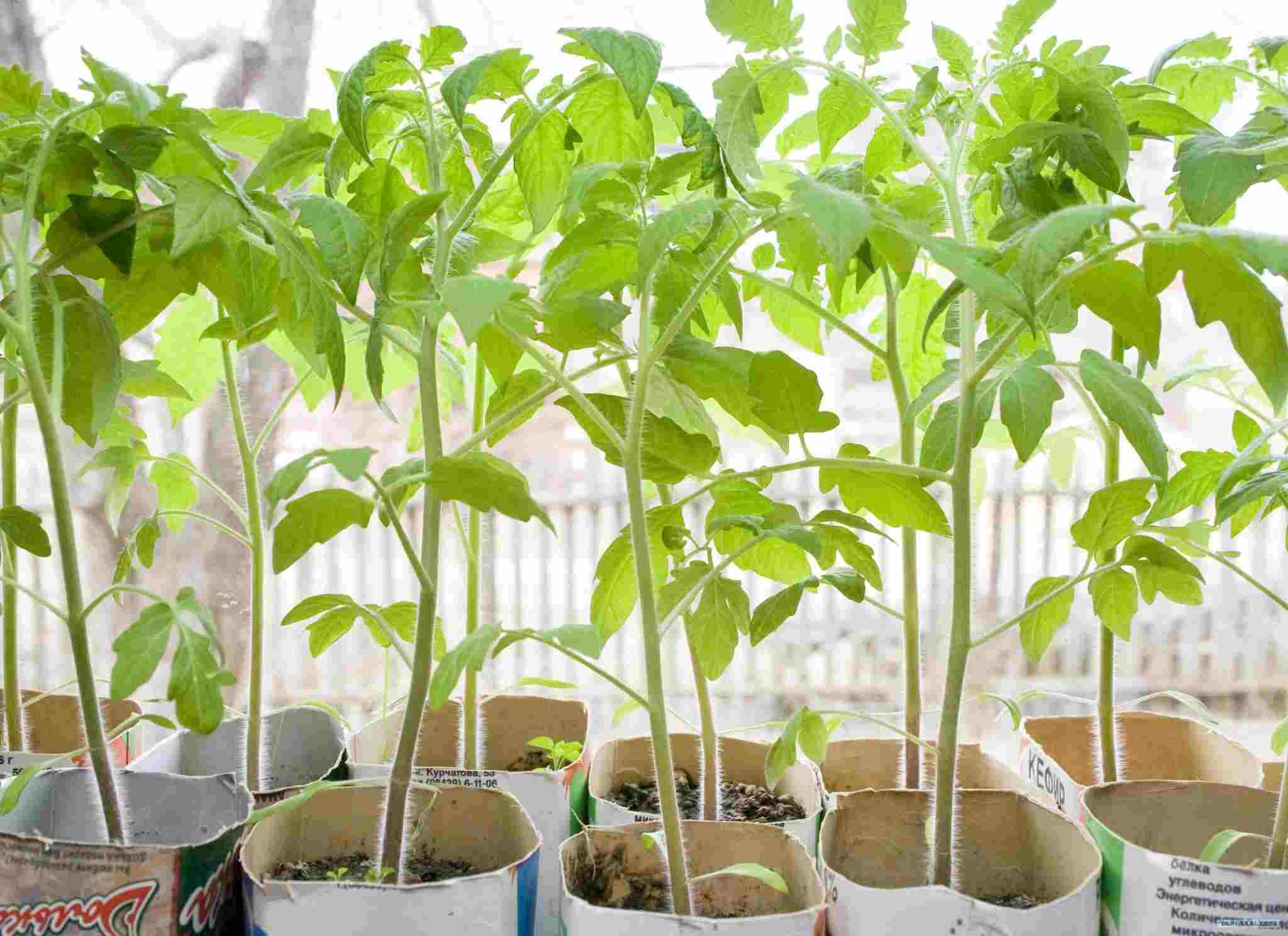 comment planter des tomates