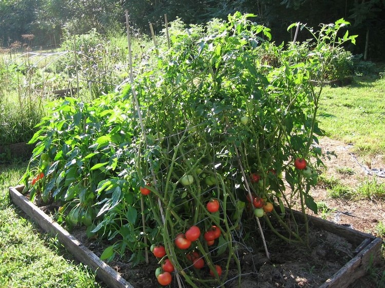 comment-planter-tomates-potager-idees-conseils