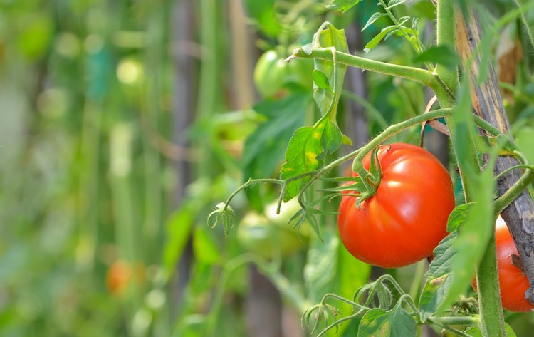 comment-planter-tomates-potager-idées-processus-plantation.