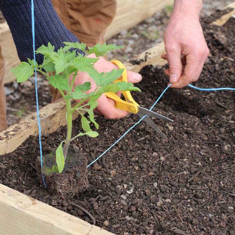 comment planter des tomates