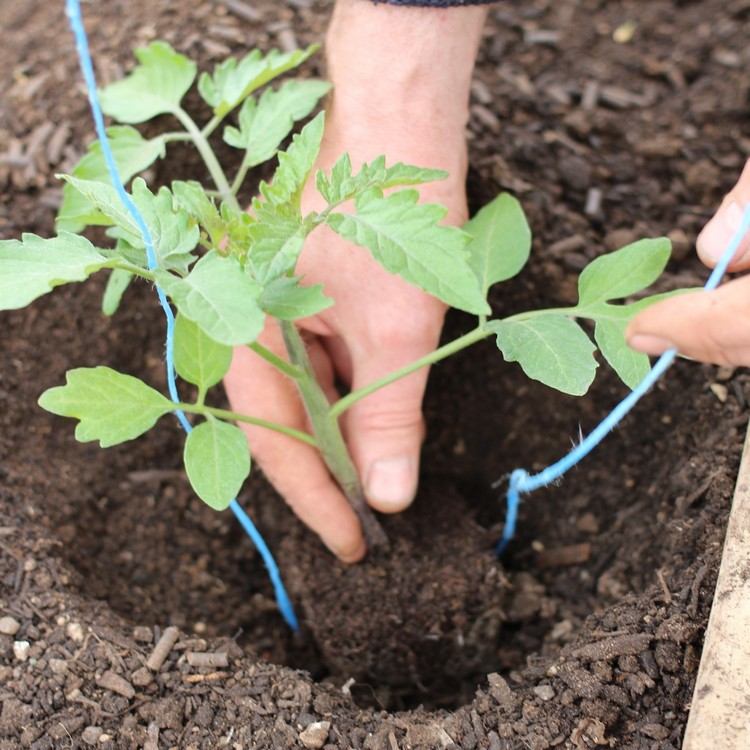 comment planter des tomates