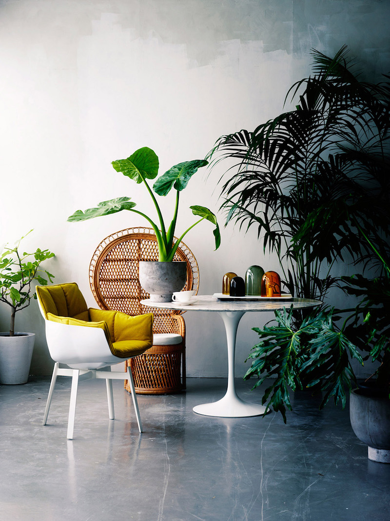fauteuil-Emmanuelle-table-tulipe-fauteuil-modere-entourés-plantes-vertes