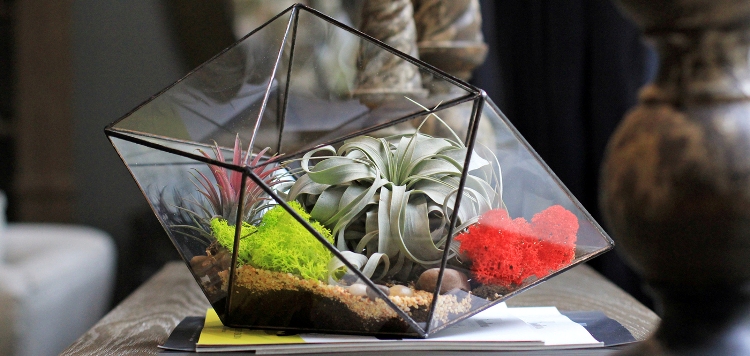 idee-cadeau-cremaillere-terrarium-verre-design-geometrique