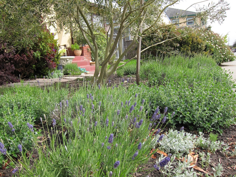 planter-olivier-pleine-terre-entourer-lavande-jardin-provence