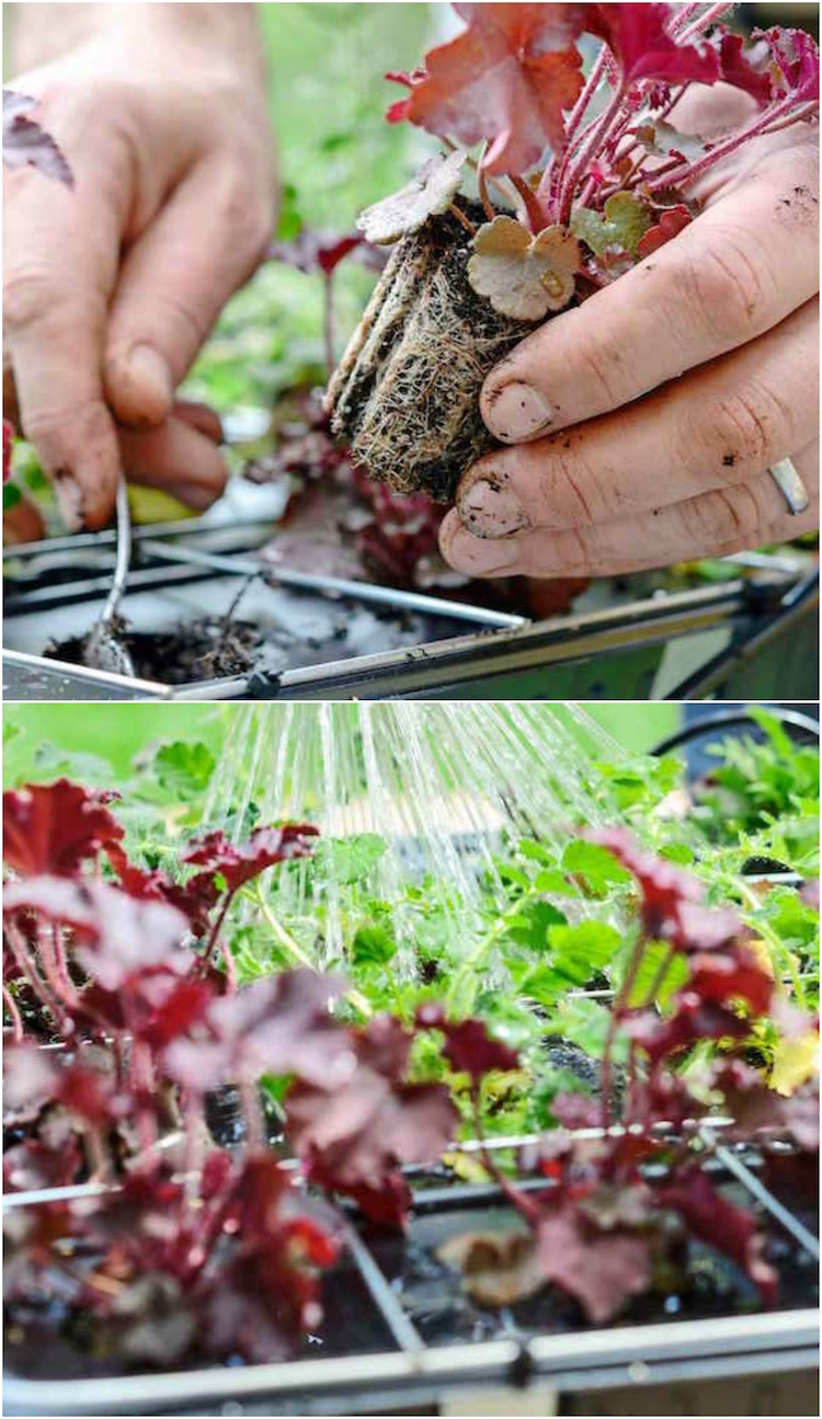 construire mur vegetal exterieur-contenants-métal-planter-vivaces-alvéoles-prévues