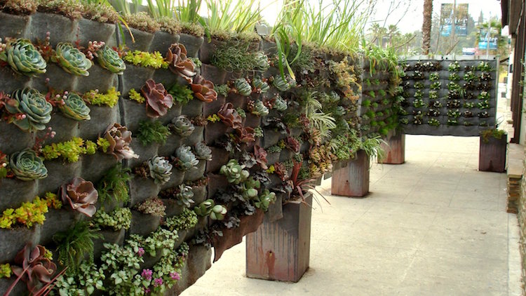 construire mur vegetal exterieur-poches-feutre-plantes-grasses