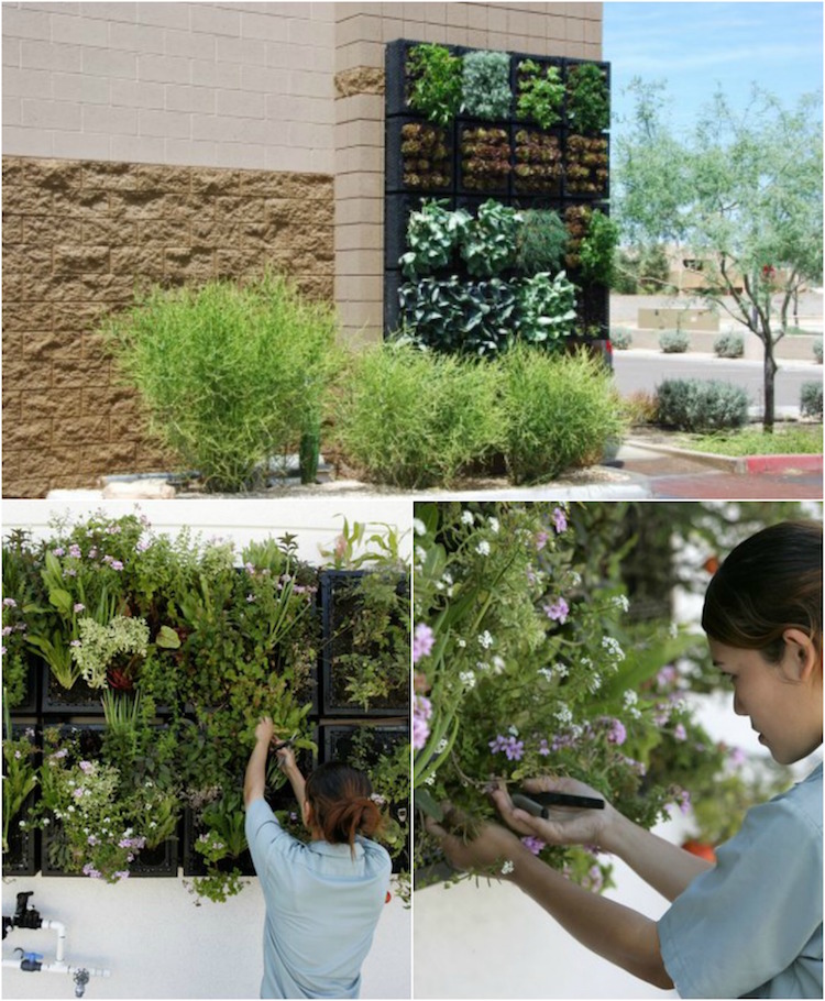 construire mur vegetal exterieur-types-modules-pvc-installation-façade