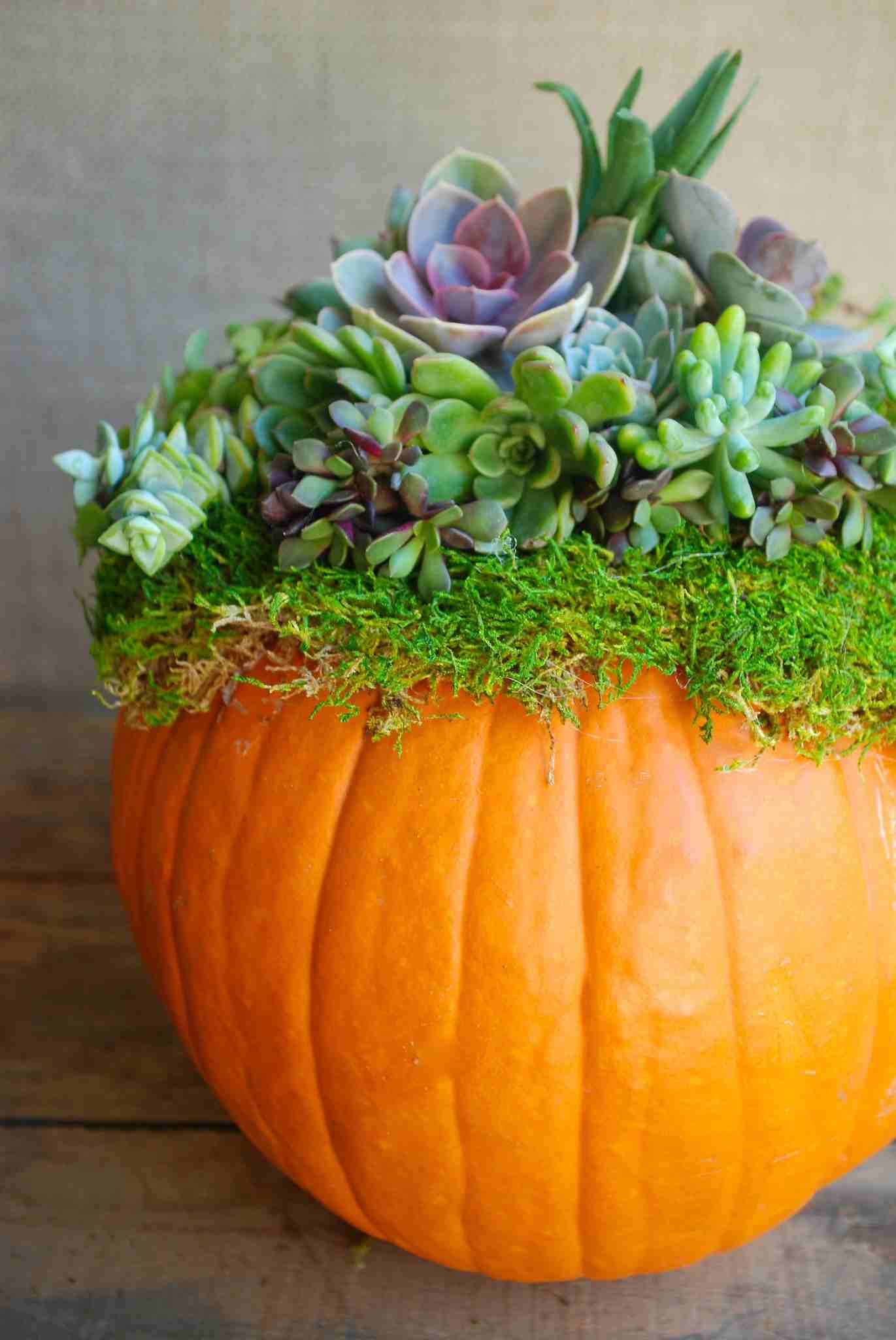 centre-table-pas-cher-citrouille-plantes-succulentes