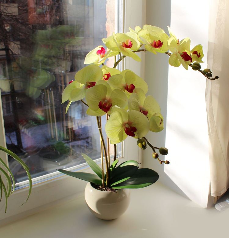 comment entretenir une orchidée comment entretenir une orchid 233 e d 233 couvrez nos conseils de pro comment entretenir une orchidée comment entretenir une orchid 233 e d 233 couvrez nos conseils de pro