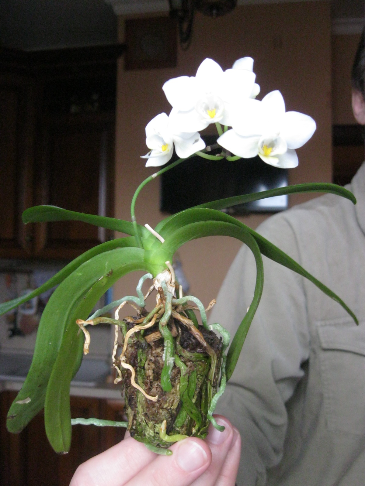 comment entretenir une orchidée blanche-maison-idées