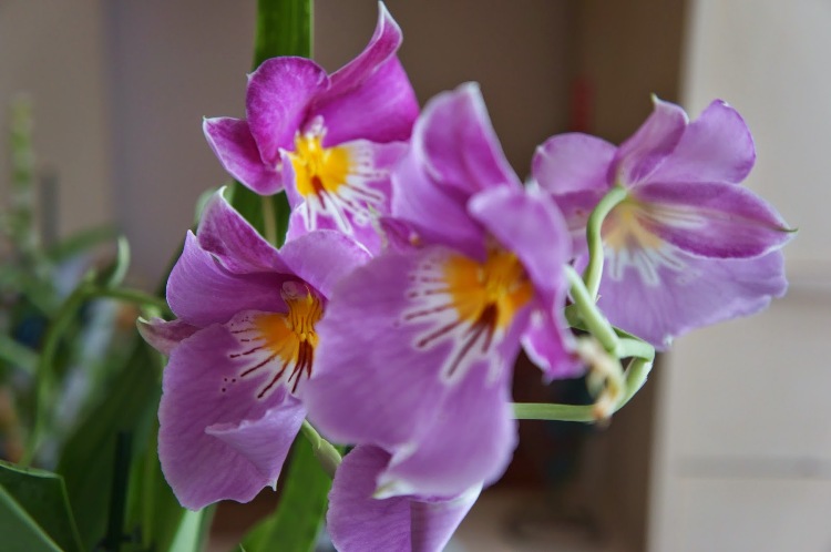 comment-entretenir-orchidée-fleurs-conseils