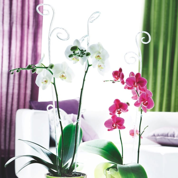 comment-entretenir-orchidée-maison-rempotage-arrosage-plant