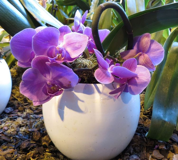 comment-entretenir-orchidée-violet-idées