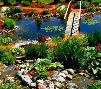 jardin-aquatique-création-idées