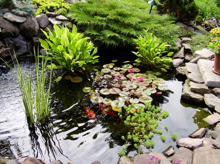 jardin-aquatique-plantes-rive-idées
