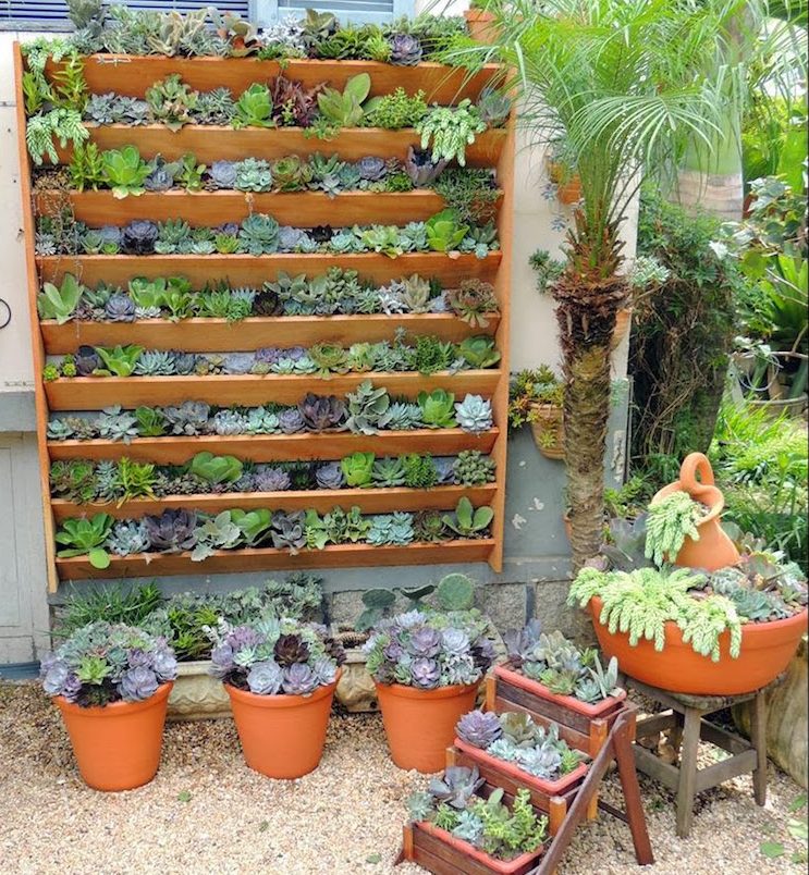 jardin-vertical-palette-plantes-succulentes-jardin-ornemental