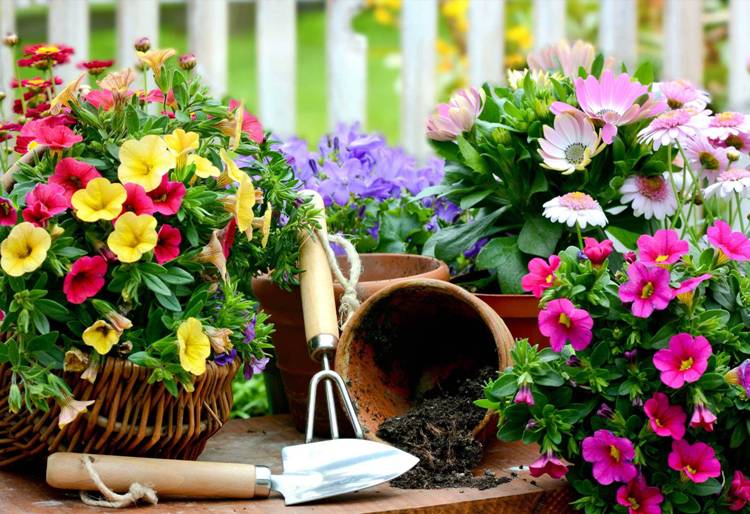 jardinière-été-idées-conseils-pots